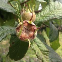 Foto van de knop van de mispel.